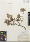 Foto von Salix glauca subsp. callicarpaea (Trautv.) Böcher